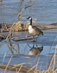 Geese and Swans Gallery